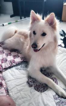 Border Collie and Jindo Dogs Available for Adoption in Johns Creek, Georgia - Rhodes | PetCurious