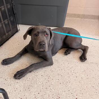 Margo -  Mixed Breed Dog for Adoption in Indianapolis, Indiana - Margo | PetCurious