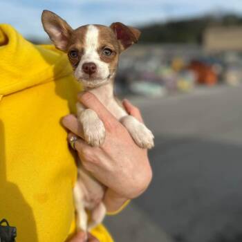 Chihuahua and Jack Russell Terrier Dogs Available for Adoption - Asher | PetCurious