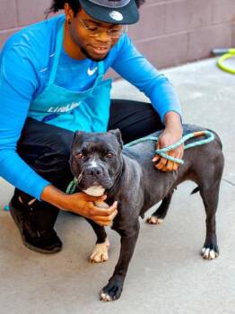 Free Soul - IN FOSTER -  Mixed Breed Dog for Adoption in Chamblee, Georgia - Free Soul - IN FOSTER | PetCurious