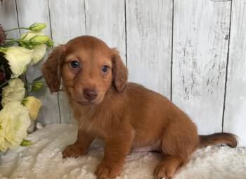 Lovett -  Dachshund Dog for Adoption in Mount Pleasant, South Carolina - Lovett | PetCurious