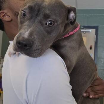 Raven -  Mixed Breed Dog for Adoption in Fairport, New York - Raven | PetCurious