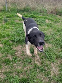 Barrett -  Pointer and Labrador Retriever Dog for Adoption in Manchester, New Hampshire - Barrett | PetCurious
