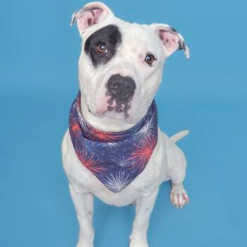 Rescue Terrier Dogs for Adoption in Flintstone, Maryland - Domino | PetCurious