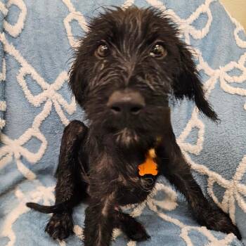 Fender -  Black Labrador Retriever and Poodle Dog for Adoption in Madisonville, Tennessee - Fender | PetCurious