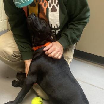 Black Labrador Retriever Dogs Available for Adoption in Columbus, Georgia - Dabble 7946 | PetCurious