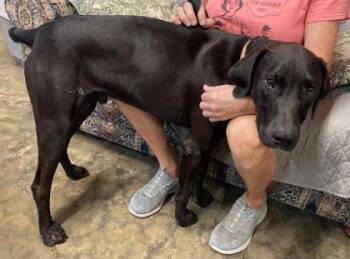 Bert -  German Shorthaired Pointer Dog for Adoption in Yellville, Arkansas - Bert | PetCurious