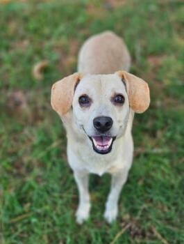 Truffles in LA -  Mixed Breed Dog for Adoption in Cranston, Rhode Island - Truffles In LA | PetCurious