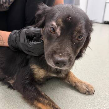 Fur-gie -  Australian Shepherd Dog for Adoption in Abilene, Texas - Fur-gie | PetCurious