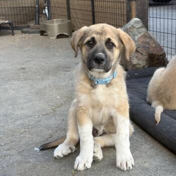 River -  Great Pyrenees and German Shepherd Dog Dog for Adoption in Pleasant Hill, California - River | PetCurious