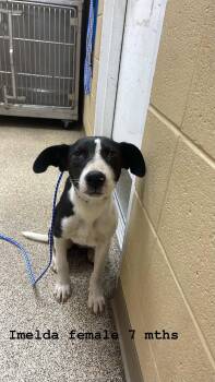 Hound Dogs Available for Adoption in Fort Payne, Alabama - Imelda | PetCurious