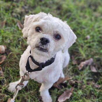 Toby -  Shih Poo Dog for Adoption in Shiloh, Illinois - Toby | PetCurious