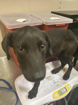 Rescue Labrador Retriever and Mixed Breed Dogs for Adoption in Hot Springs, Arkansas - Dylan | PetCurious