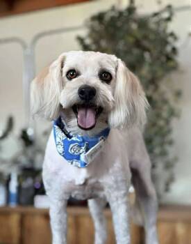 Rescue Havanese Dogs for Adoption in Tucson, Arizona - Gunther | PetCurious