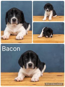 Bacon -  Beagle Dog for Adoption in Enterprise, Alabama - Bacon | PetCurious