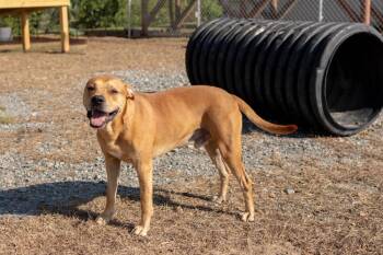2026-125  Rufus -  Mixed Breed Dog for Adoption in Lakeland, Georgia - 2026-125  Rufus | PetCurious