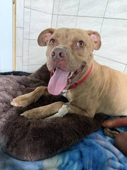 Mixed Breed Dogs Available for Adoption in Xenia, Ohio - Luca | PetCurious