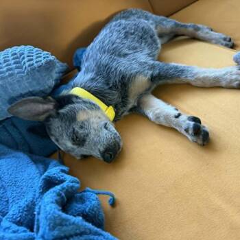Tripp -  Mixed Breed Dog for Adoption in West Olive, Michigan - Tripp | PetCurious