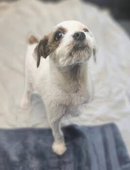 Carter -  Mixed Breed Dog for Adoption in Nashville, Tennessee - Carter | PetCurious