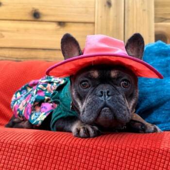 French Bulldog and Bulldog Dogs Available for Adoption in Friendswood, Texas - Zoe Cherie The Little Frenchie Lovebug | PetCurious