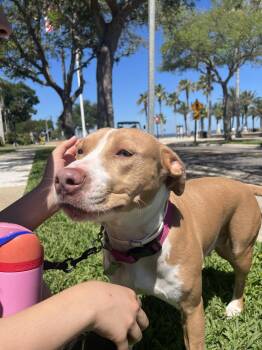 Hound and Terrier Dogs Available for Adoption in Sanford, Florida - Blossom FH | PetCurious