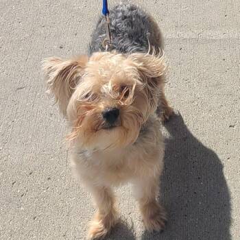 Luca -  Yorkshire Terrier and Miniature Poodle Dog for Adoption in Northville, Michigan - Luca | PetCurious