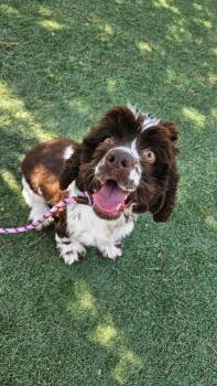 Doyle -  Cocker Spaniel Dog for Adoption in Sedalia, Colorado - Doyle | PetCurious