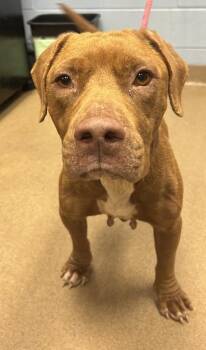 Tallulah -  Mixed Breed Dog for Adoption in Chamblee, Georgia - Tallulah | PetCurious
