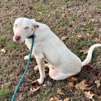 Labrador Retriever and Australian Shepherd Dogs Available for Adoption - Damon Blue Eyes | PetCurious