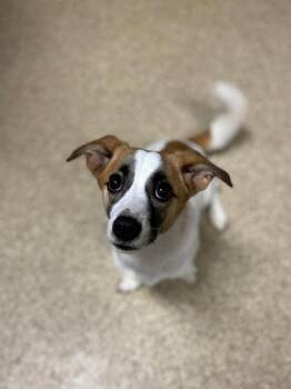 Bug -  Mixed Breed Dog for Adoption in Munster, Indiana - Bug | PetCurious
