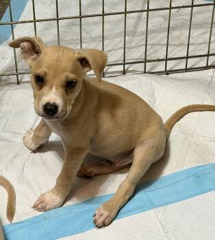 Waffles -  Labrador Retriever and Pit Bull Terrier Dog for Adoption in Boca Raton, Florida - Waffles | PetCurious