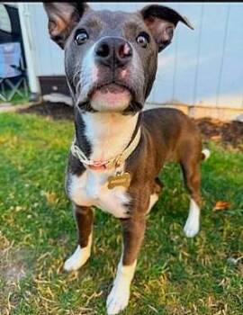 Maggie Mae -  Pit Bull Terrier Dog for Adoption in Harlingen, Texas - Maggie Mae | PetCurious