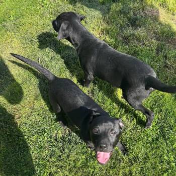 Labrador Retriever and Mixed Breed Dogs Available for Adoption in Jarrettsville, Maryland - Sean-Cian | PetCurious
