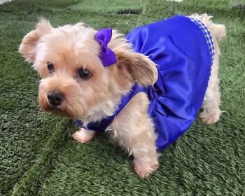 Rescue Yorkshire Terrier Dogs for Adoption in Fallbrook, California - Anita | PetCurious