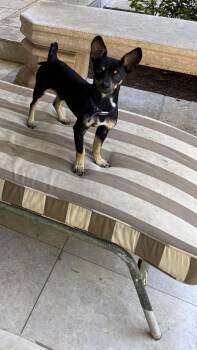 Rescue Chihuahua Dogs for Adoption in Richmond, Texas - Whataburger | PetCurious