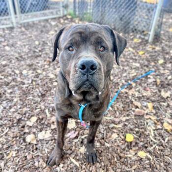 Cane Corso Dogs Available for Adoption - Mochi | PetCurious
