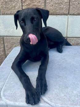 MARBLE -  Great Dane and Mixed Breed Dog Available for Adoption in Tulsa, Oklahoma - MARBLE | PetCurious