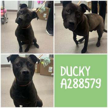 Mixed Breed Dogs Available for Adoption in Macon, Georgia - DUCKY | PetCurious