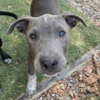 Smoke Success -  Australian Cattle Dog Blue Heeler and Black Labrador Retriever Dog for Adoption in Andover, Massachusetts - Smoke Success | PetCurious