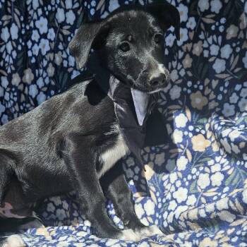 Glen Of Imaal Terrier and Belgian Shepherd Malinois Dogs Available for Adoption - Andy | PetCurious