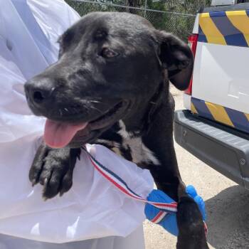 Drew -  Shepherd and Mixed Breed Dog for Adoption in Edinburg, Texas - Drew | PetCurious