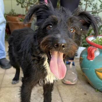 Hetty -  Terrier Dog for Adoption in Larkfield-wikiup, California - Hetty | PetCurious