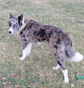 Australian Shepherd and German Shepherd Dog Dogs Available for Adoption - Miss Belle | PetCurious