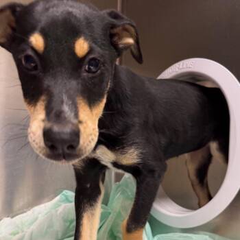 Gabriella -  Mixed Breed Dog Available for Adoption in Winston-salem, North Carolina - Gabriella | PetCurious