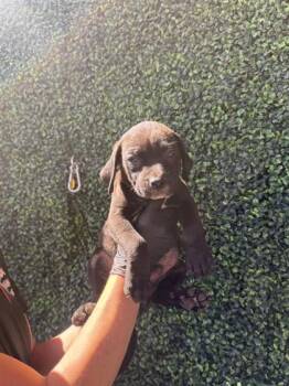 61262066 -  Pit Bull Terrier and Mixed Breed Dog for Adoption in El Paso, Texas - 61262066 | PetCurious