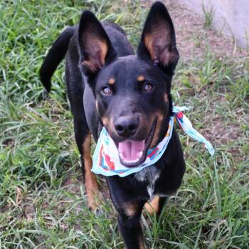 Knox -  Shepherd and Mixed Breed Dog for Adoption in Beaumont, Texas - Knox | PetCurious