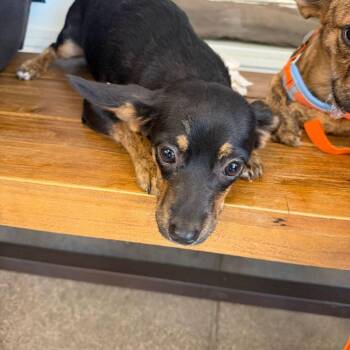 Lil Bit -  Corgi Dog for Adoption in Kingman, Arizona - Lil Bit | PetCurious