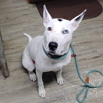 Mixed Breed Dogs Available for Adoption in Summerville, South Carolina - Finn | PetCurious