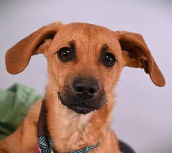 Beagle and Mixed Breed Dogs Available for Adoption in Loveland, Colorado - COOPER | PetCurious