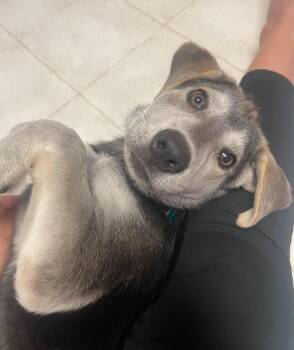 Rescue Husky and Shepherd Dogs for Adoption in Sioux City, Iowa - Tuna | PetCurious